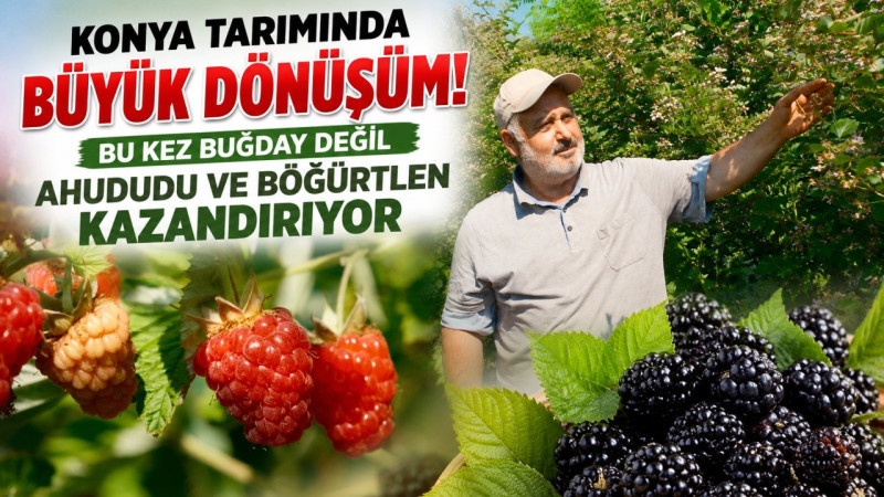 Konya Tarımında Büyük Dönüşüm! Bu Kez Buğday Değil Ahududu ve Böğürtlen Kazandırıyor